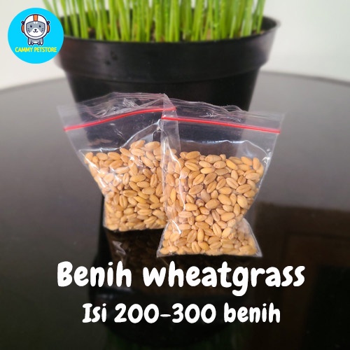 Benih wheatgrass RUMPUT KUCING Rumput Gandum 20 gram