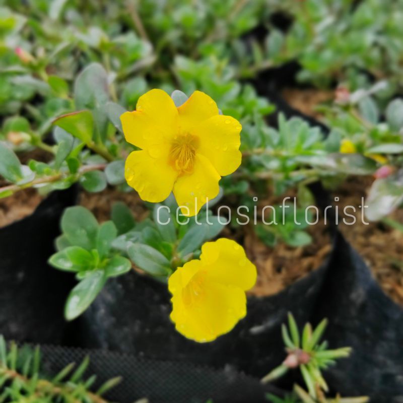 Tanaman Hias Bunga Krokot Portulaca Pohon Hidup - TitipBibit