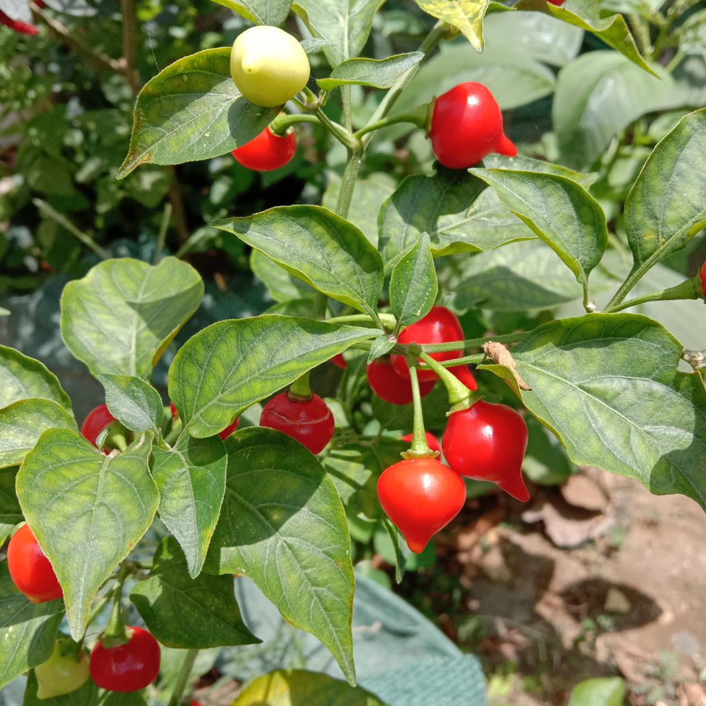 2 Biji Benih Cabe Hias Red Chupetinho Unggul Tanaman Cabai Hias Unik - Bibit Sayur Sayuran Seribuan