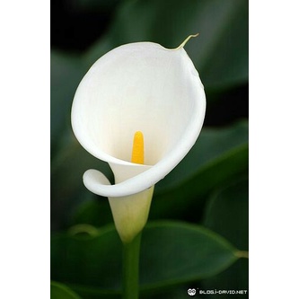 BUNGA CALLA LILY / BUNGA KALA LILY / BUNGA KALA LILI / BUNGA POTONG