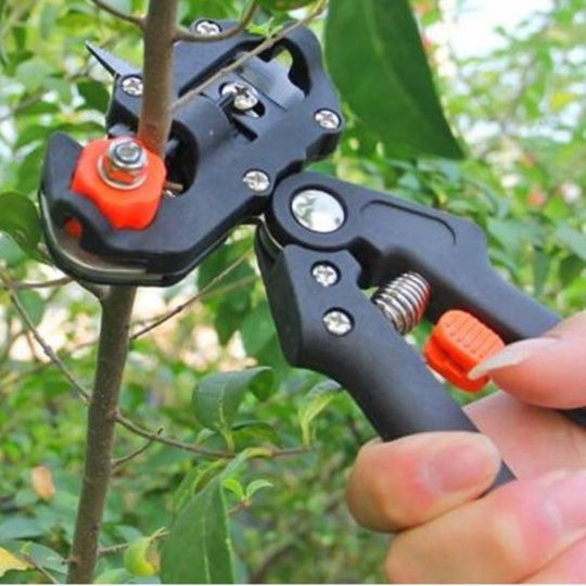 Gunting Okulasi Gunting Okulasi Grafting Gunting Okulasi Tanaman Gunting Okulasi Sambung Pucuk Gunti