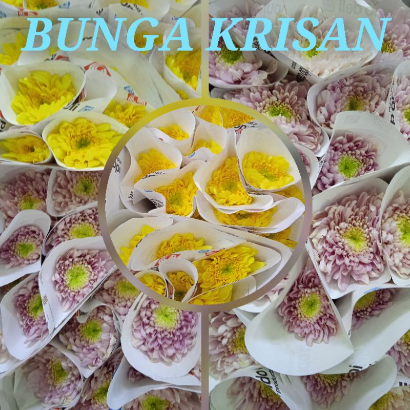 bunga krisan 10 tangkai bunga potong segar