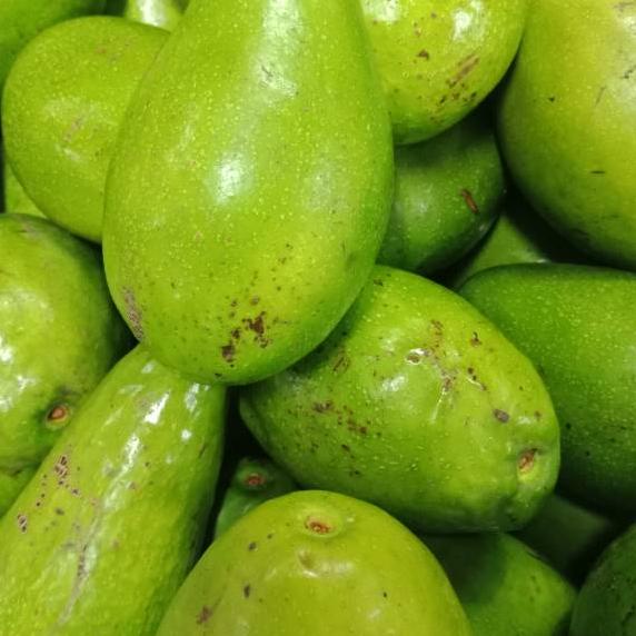 

☜ Buah Alpukat Oganik / Organic Avocado 1kg ★