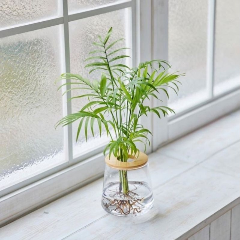 BISA COD/Tanaman hias air/ pohon palem kuning mini