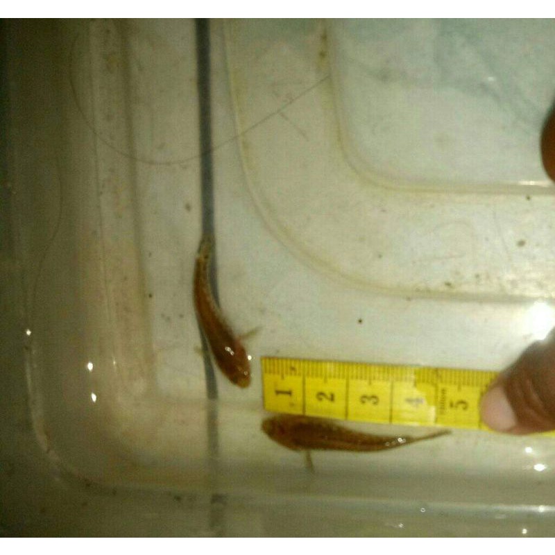 baby blue pulchra 4-5 cm