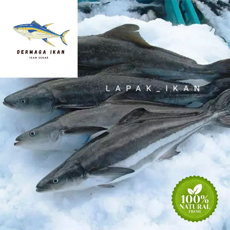 

Ikan Gabus Laut Segar 1~Kilogram