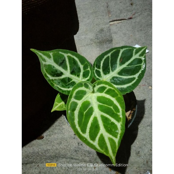 anthurium dorayaki original