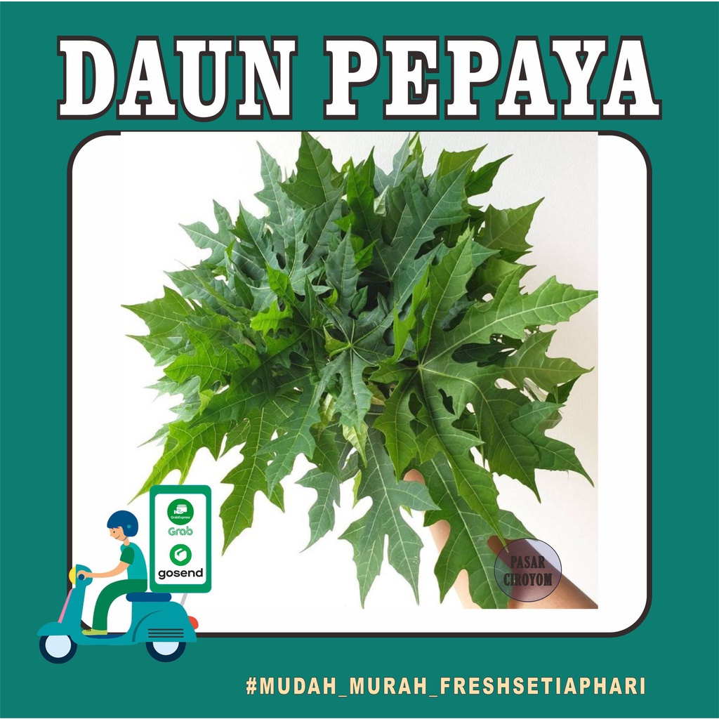 

DAUN PEPAYA JEPANG FRESH MURAH BANDUNG