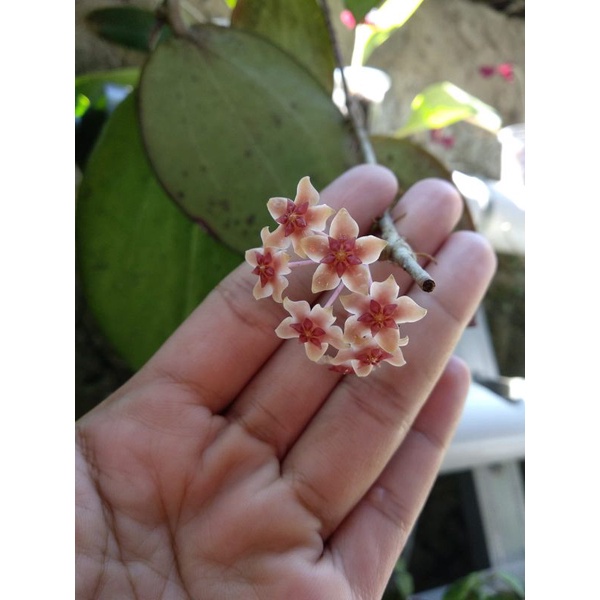 Hoya merah merambat - Tanaman Hias Hoya SP Bunga merah - floristajavanica