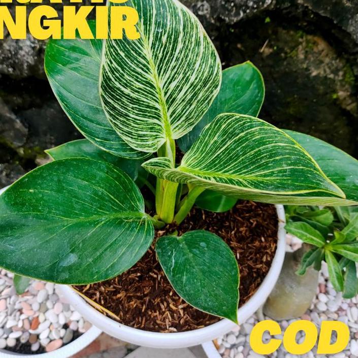 ☃ Philo Birkin / Philodendron birkin / philo / Birkin ✮