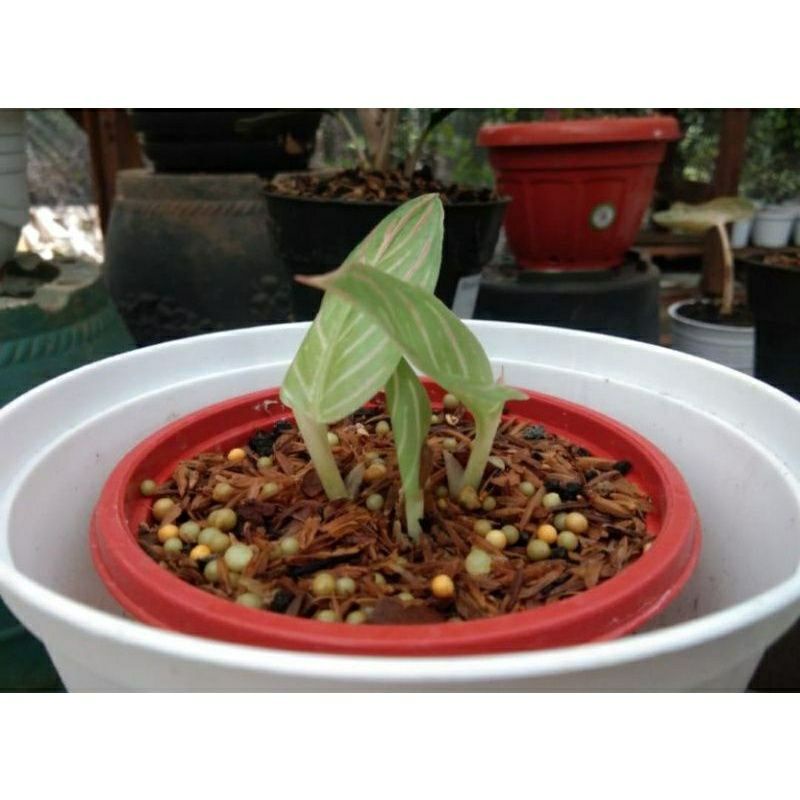 aglonema anakan golden hope terbatas