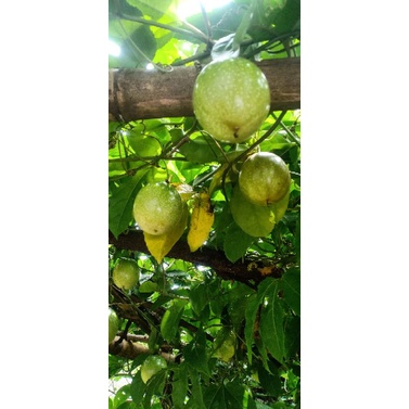 

Buah Markisa kuning matang, langsung petik 1 kg