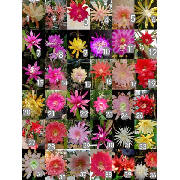 WIJAYA KUSUMAH HIBRIDA IMFORT EPIPHYLLUM TANAMAN BUNGA CANTIK TUMPUK WANGI MELATI UNIK MENARIK LANGK