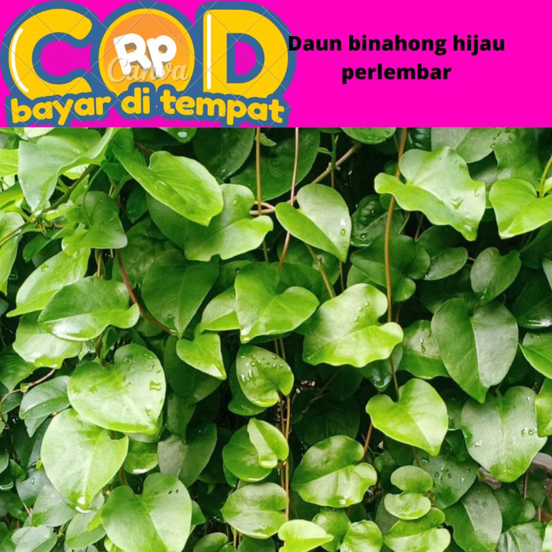 

daun binahong hijau segar di petik saat di pesan perlembar