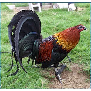 telur untuk di tetaskan asli ayam peru