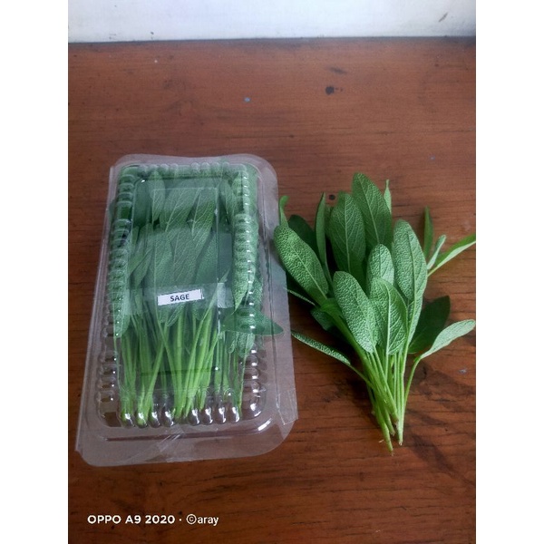 

sayuran organik sage 50gr