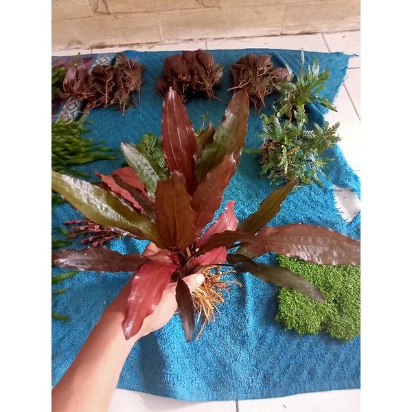 echinodorus 'Red Special tanaman air