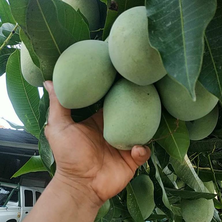 

J24 Mangga manalagi/ madu 1kg isi 3,4,5,6 bisa reques kondisi atau yg muda bisa request TREND KEKINIAN ぇ