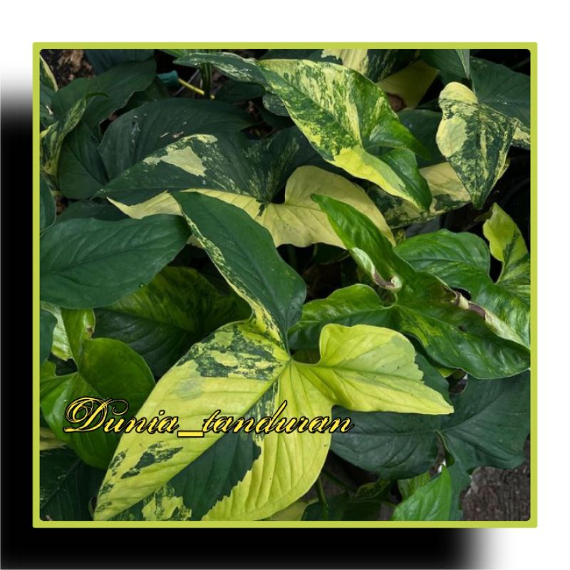 Syngonium Yellow variegata