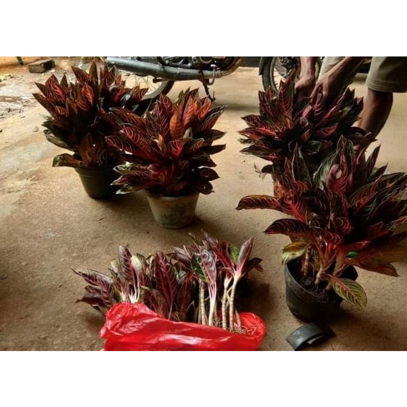 BIBIT anakan bunga aglonema anakan red sumatra daun 1-3 helai