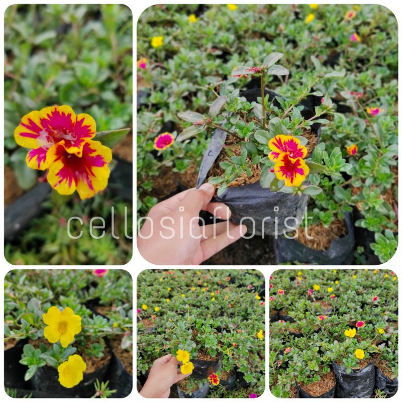 Tanaman Hias Bunga Krokot Portulaca Pohon Hidup - TitipBibit