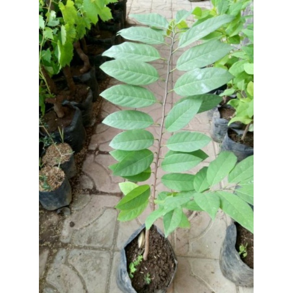 Bibit Srikaya Merah Jumbo Okulasi