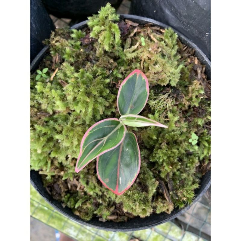 AGLONEMA LOTUS BABY MURMER TERBATAS