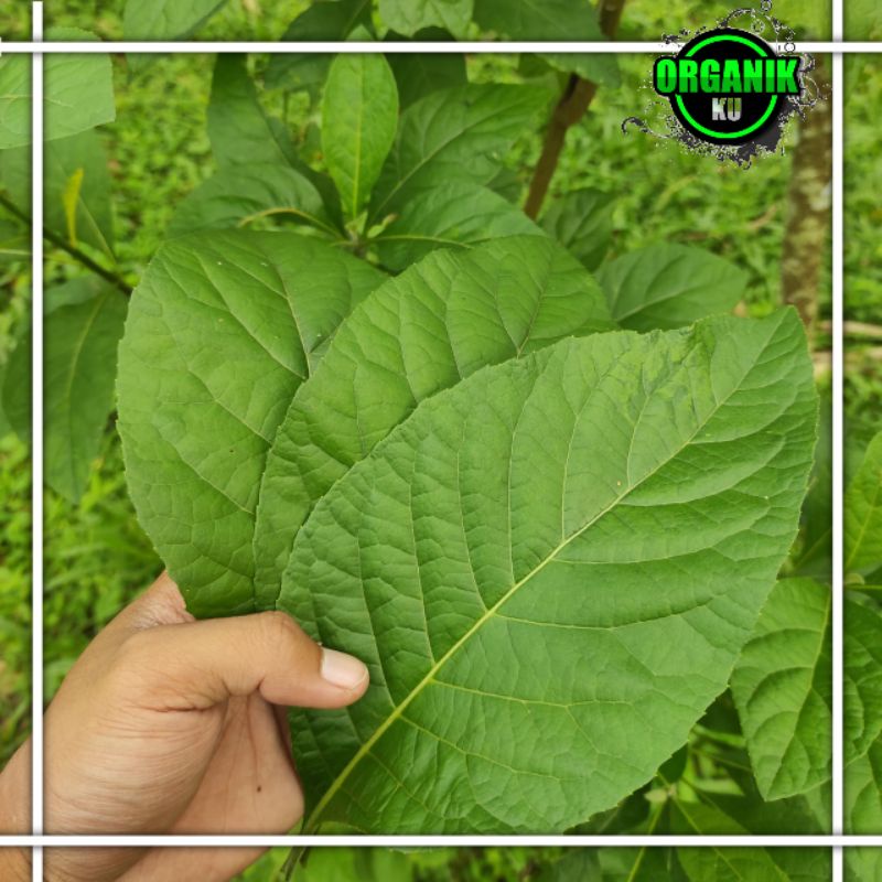 

Daun afrika fress 1 kg dipetik langsung