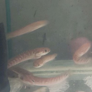 chana asiatika red stripe white spot ( rsws ) size 10-15 cm