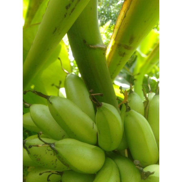 

PROMO.. Pisang emas tua mentah 1 sisir garansi pisang emas asli