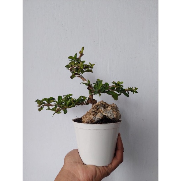 bonsai hokianti mamemeja bahan ungul sudah siap tampil  - TitipBibit
