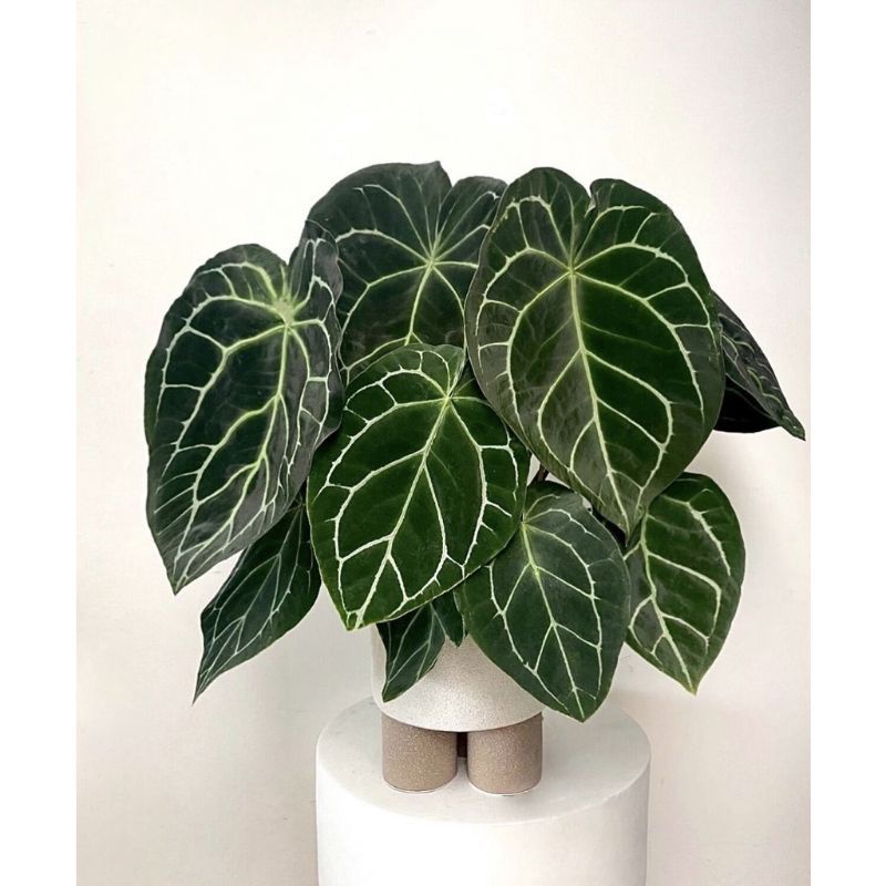 tanaman hias kuping gajah jenis daun jumbo/daun agak kotak