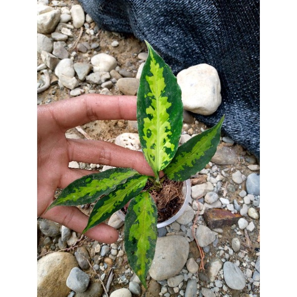 aglaonema pictum bicolor