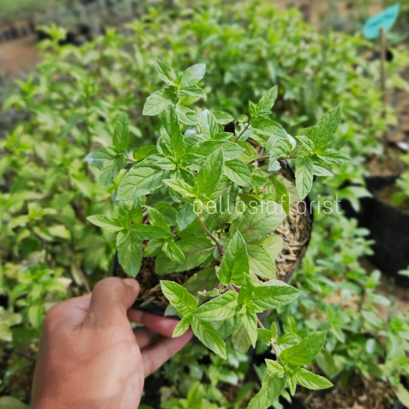 Tanaman Herbal Rempah Daun Spear Mint / Menthol Mint Pohon Hidup - TitipBibit