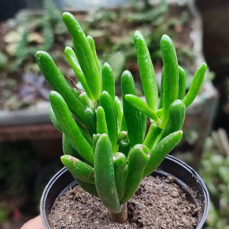 Crassula ovata Gollum medium/Gollum/Crasulla