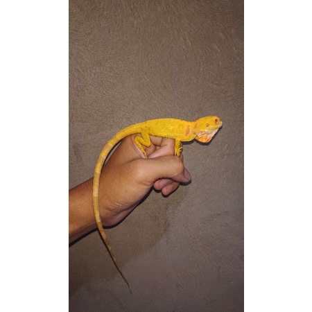 Lukisan Iguana Red Albino