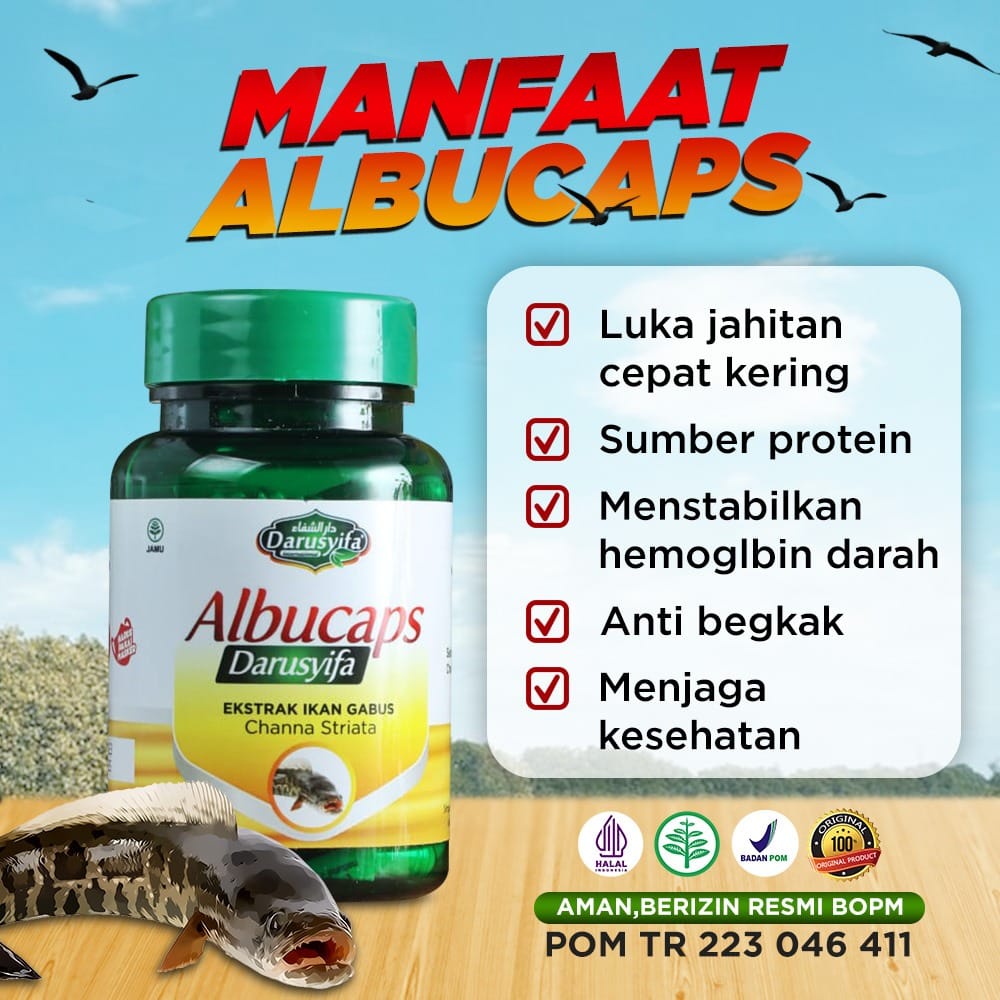 Kapsul Albucaps Original BPOM Obat Herbal Alami Penghilang Bekas Luka Kapsul Ikan Gabus Penyembuh Luka Pasca Operasi Pengering Luka Bekas Jahitan Luka Bakar Kapsul Herbal Alami Ekstrak Ikan Gabus ( Beli 2 Gratis 1Box Susu Kambing Lazismu )