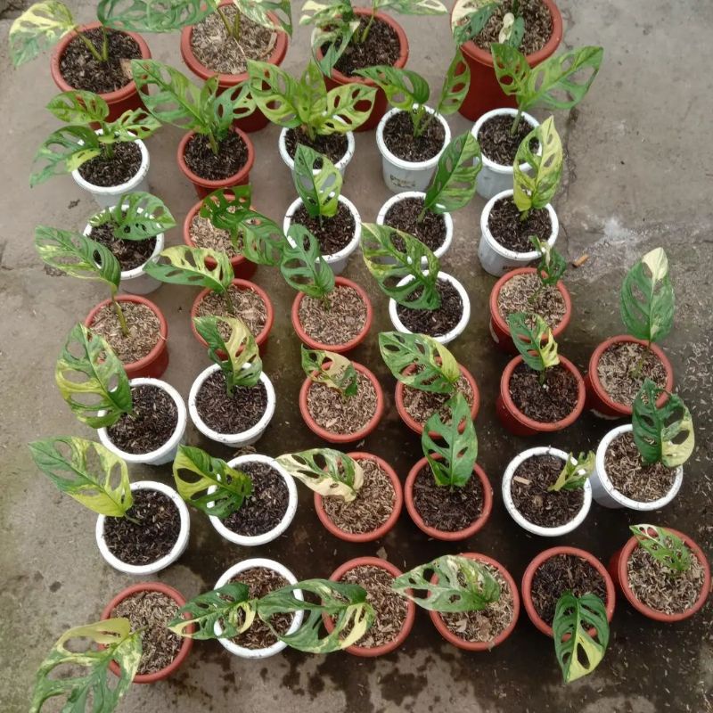 TANAMAN HIAS JANDA BOLONG VARIGATA