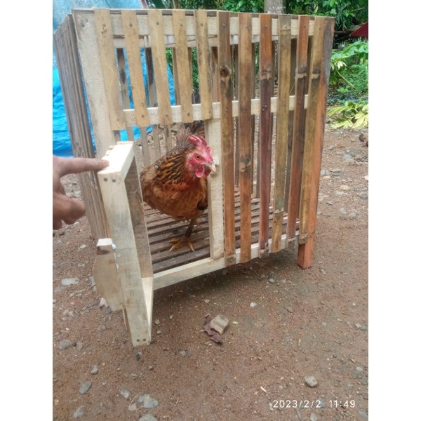 kandang ayam bangkok bambu kayu