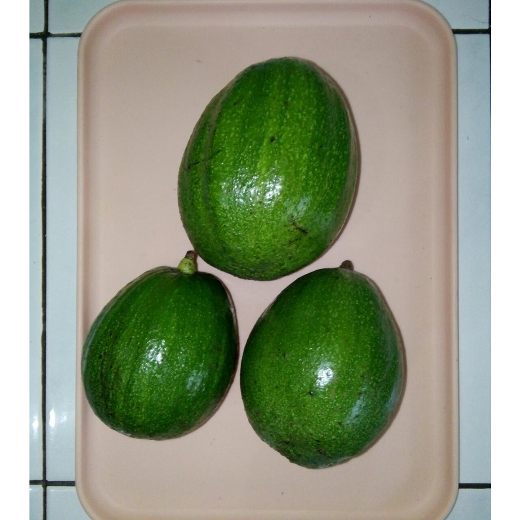 

alpukat jumbo 1 kg