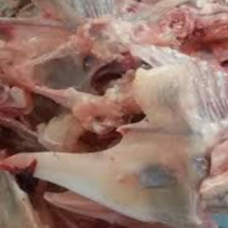 

Tulang dada ayam. Pesan malam/ H-1