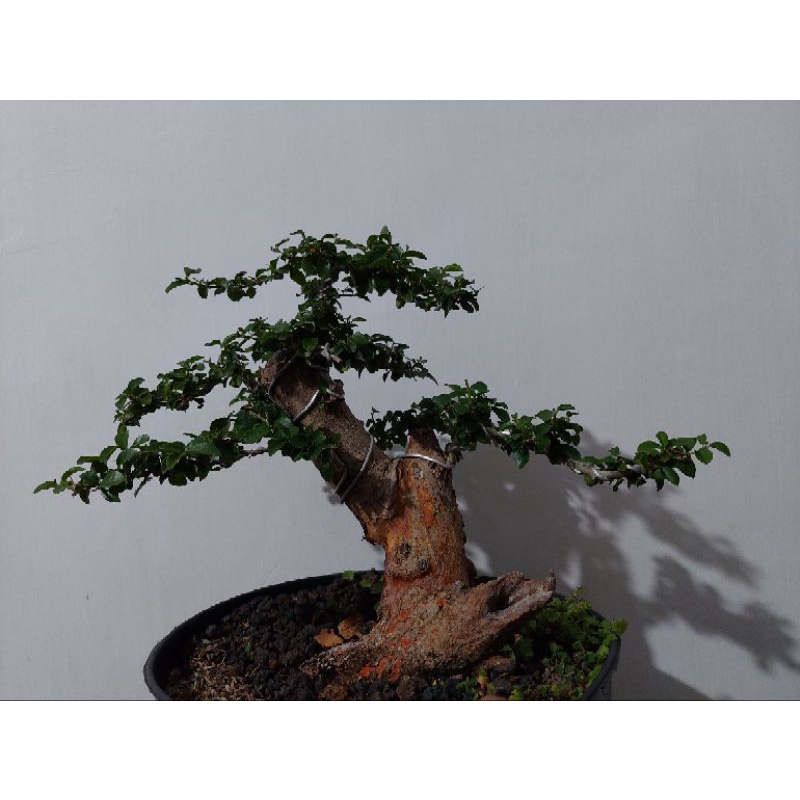 tanaman bonsai sisir micro siap pajang sesuai foto real pict - TitipBibit