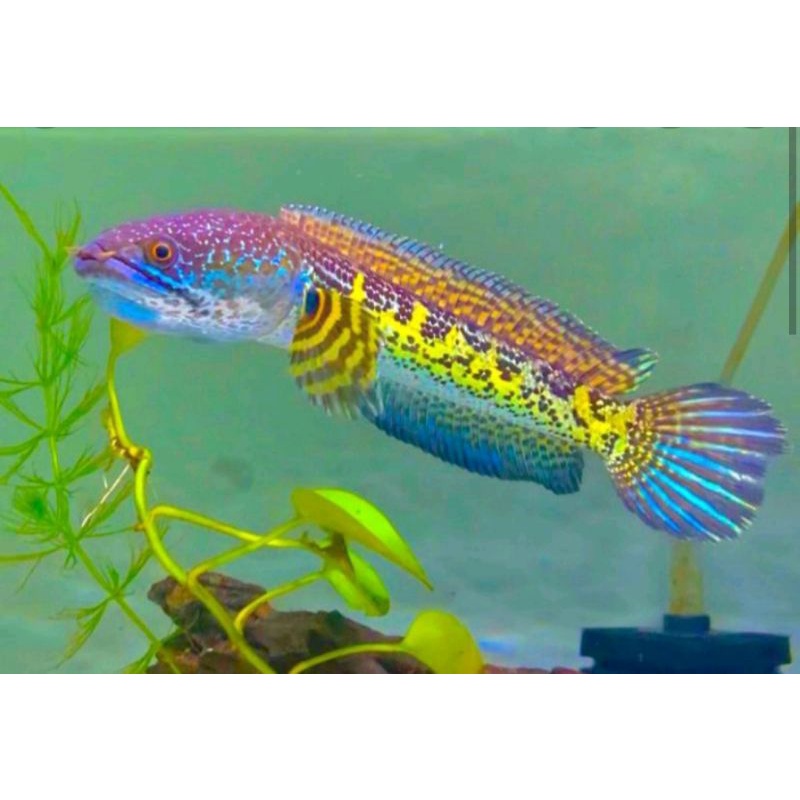 HIASAN AQUARIUM IKAN CHANA AURANTI