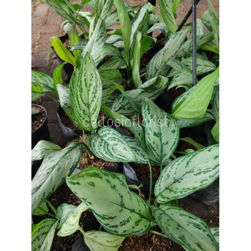 Tanaman Hias Aglaonema BJ Freeman Pohon Hidup - TitipBibit