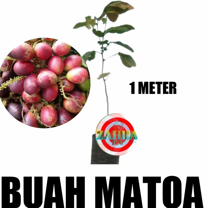 BIBIT TANAMAN BUAH MATOA 1 METER CCC