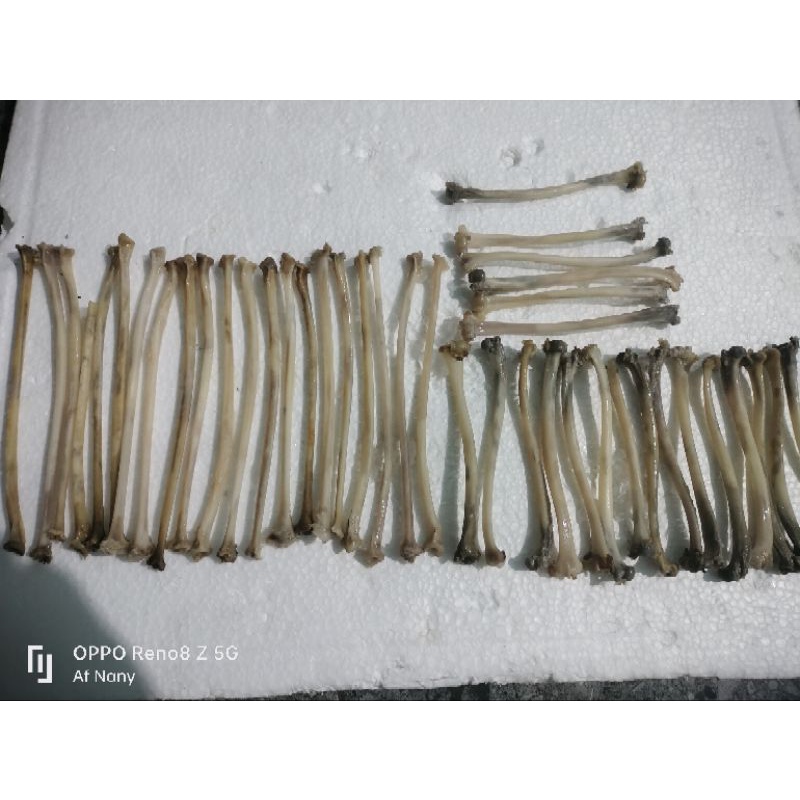 Tulang Kalong Asli Bahan Once