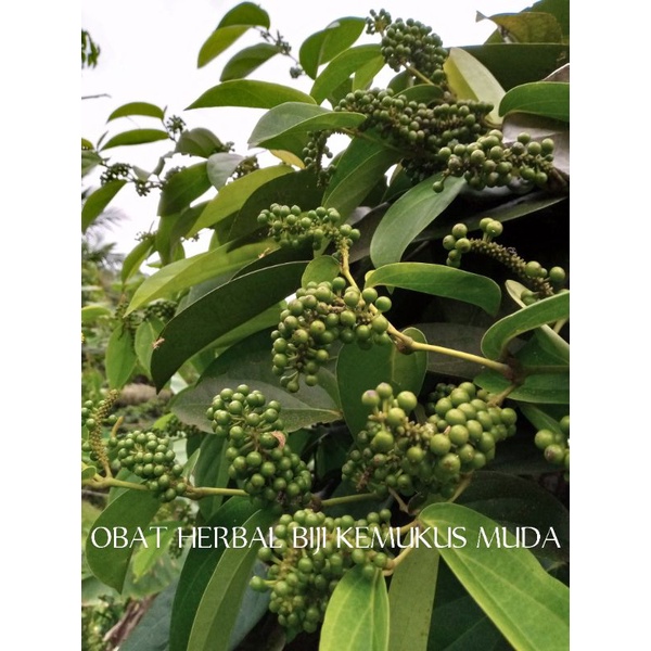 

OBAT HERBAL BIZI KEMUKUS MUDA KAYA MANPAATNYA UNTUK KESEHATAN.60gram