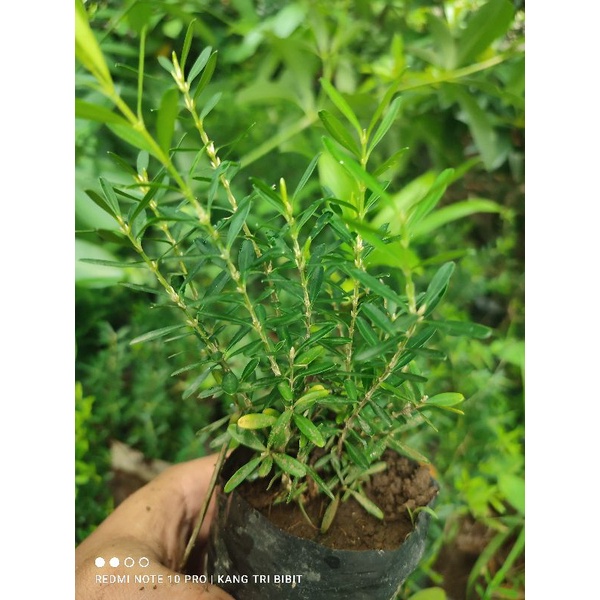 Bahan bonsai boxus Bibit boxus