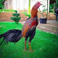 TELUR TETAS ASLI AYAM BANGKOK PAKHOY