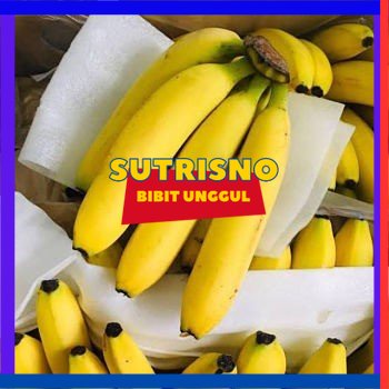 Bibit Tanaman Pisang Sunpride